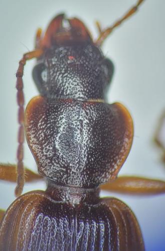Cymindis etrusca